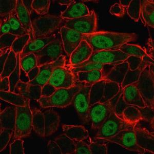 Immunofluorescent analysis of PFA fixed HeLa cells stained with Anti-Geminin Antibody [CPTC-GMNN-1] followed by Goat Anti-Mouse IgG (CF&#174; 488) (Green). Counterstain is Phalloidin (Red)