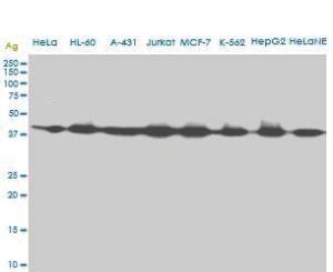 Anti-AHCY Mouse Monoclonal Antibody [clone: M2]