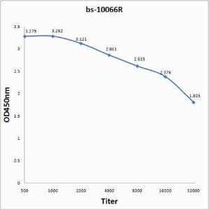 Anti-MMP13 Rabbit Polyclonal Antibody