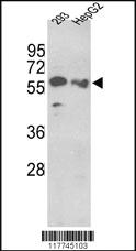 Anti-HNF4A Rabbit Polyclonal Antibody