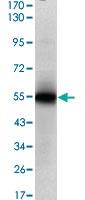 Anti-MSI1 Mouse Monoclonal Antibody [clone: 2A12]