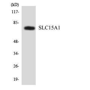 Western blot analysis of the lysates from HeLa cells using Anti-SLC15A1 Antibody