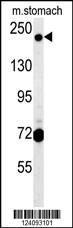 Anti-GCC2 Rabbit Polyclonal Antibody (Biotin)