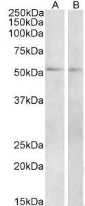 Anti-Vipr1 antibody