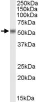 Anti-STEAP4 Goat Polyclonal Antibody