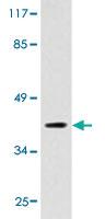 Anti-PRKAR2A Rat Polyclonal Antibody