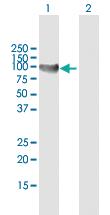 Anti-TTK Mouse Polyclonal Antibody