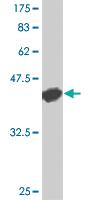 Anti-CD40 Mouse Monoclonal Antibody [clone: 1G1]