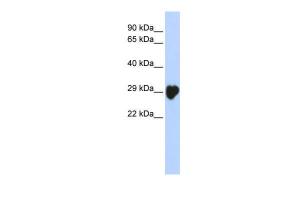 Anti-CA1 Rabbit Polyclonal Antibody