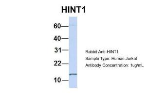 Anti-HINT1 Rabbit Polyclonal Antibody