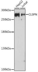 Antibody A93052-100 100 µl