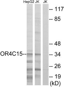 Western blot analysis of lysates from Jurkat and HepG2 cells using Anti-OR4C15 Antibody The right hand lane represents a negative control, where the antibody is blocked by the immunising peptide