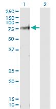 Anti-VANGL1 Rabbit Polyclonal Antibody