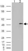 Anti-STEAP4 Goat Polyclonal Antibody