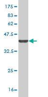 Anti-PSMC6 Mouse Monoclonal Antibody [clone: 2C4]