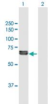 Anti-FGL2 Mouse Polyclonal Antibody