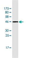 Anti-NENF Mouse Monoclonal Antibody [clone: 7D10]