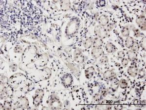 Anti-CALML3 Mouse Monoclonal Antibody [clone: 2A11]