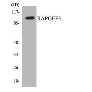 Western blot analysis of the lysates from HeLa cells using Anti-RAPGEF3 Antibody