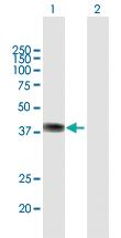 Anti-ZFP42 Mouse Polyclonal Antibody