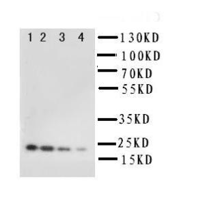 Anti-IL10 Rabbit Polyclonal Antibody