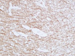 Anti-Myelin Basic Protein Mouse Monoclonal Antibody [clone: ABT-MBP]