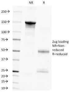 Anti-PCNA Mouse Monoclonal Antibody [clone: PC10]