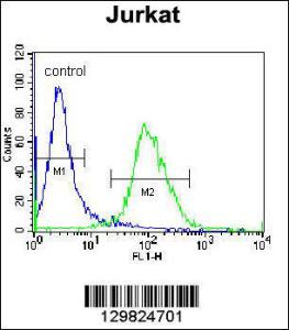 Anti-LOC339742 Rabbit Polyclonal Antibody (FITC (Fluorescein Isothiocyanate))