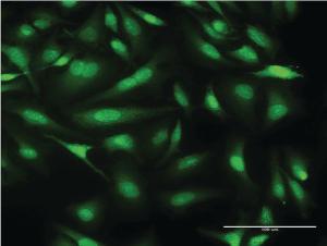 Anti-CALML3 Mouse Monoclonal Antibody [clone: 2A11]