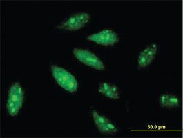 Anti-TRIM56 Mouse Monoclonal Antibody [clone: 4C5]