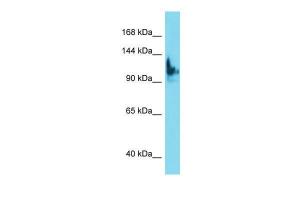 Anti-SKIDA1 Rabbit Polyclonal Antibody