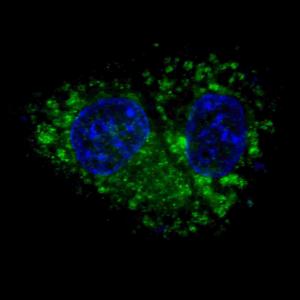 Anti-ALDH1A1 Rabbit Polyclonal Antibody (AP (Alkaline Phosphatase))