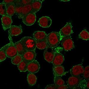 Immunofluorescent analysis of HepG2 cells stained with Anti-TNF alpha Antibody [SPM543] followed by Goat Anti-Mouse IgG (CF&#174; 488) (Green). Counterstain is RedDot.