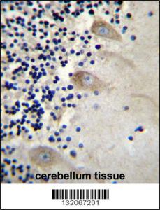 Anti-EIF3CL Rabbit Polyclonal Antibody (FITC (Fluorescein Isothiocyanate))