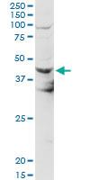 Anti-NEU2 Mouse Polyclonal Antibody