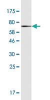 Anti-PSMC6 Mouse Monoclonal Antibody [clone: 1E5]