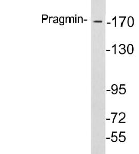 Western blot analysis of lysates from COLO205 cells using Anti-Pragmin Antibody