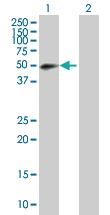 Anti-RNF146 Mouse Polyclonal Antibody