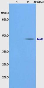 Anti-BMP2 Rabbit Polyclonal Antibody