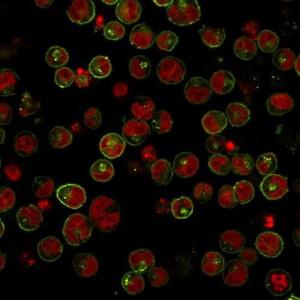 Immunofluorescent analysis of Raji cells stained with Anti-HLA DRB Antibody [SPM289] (APC) (Green). The nuclear counterstain is RedDot (Red).