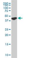 Anti-USF2 Mouse Monoclonal Antibody [clone: 5F2]