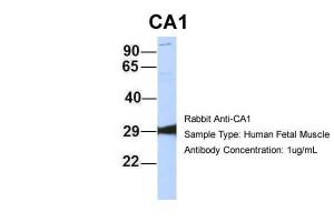 Anti-CA1 Rabbit Polyclonal Antibody