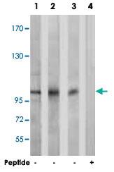 Anti-GRIN1 Rabbit Polyclonal Antibody