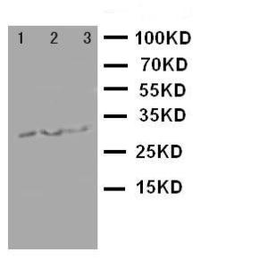 Anti-Survivin Rabbit Polyclonal Antibody