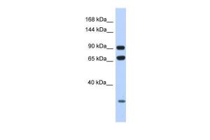 Anti-ARMC4 Rabbit Polyclonal Antibody