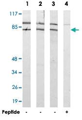 Anti-FASTKD2 Rabbit Polyclonal Antibody