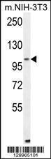 Anti-ALDH1L2 Rabbit Polyclonal Antibody (AP (Alkaline Phosphatase))