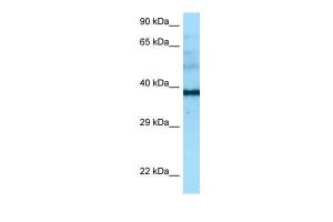 Anti-NAPSA Rabbit Polyclonal Antibody