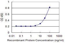 Anti-RBM8A Mouse Monoclonal Antibody [clone: 3E4]