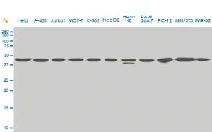 Anti-USF2 Mouse Monoclonal Antibody [clone: 5F2]